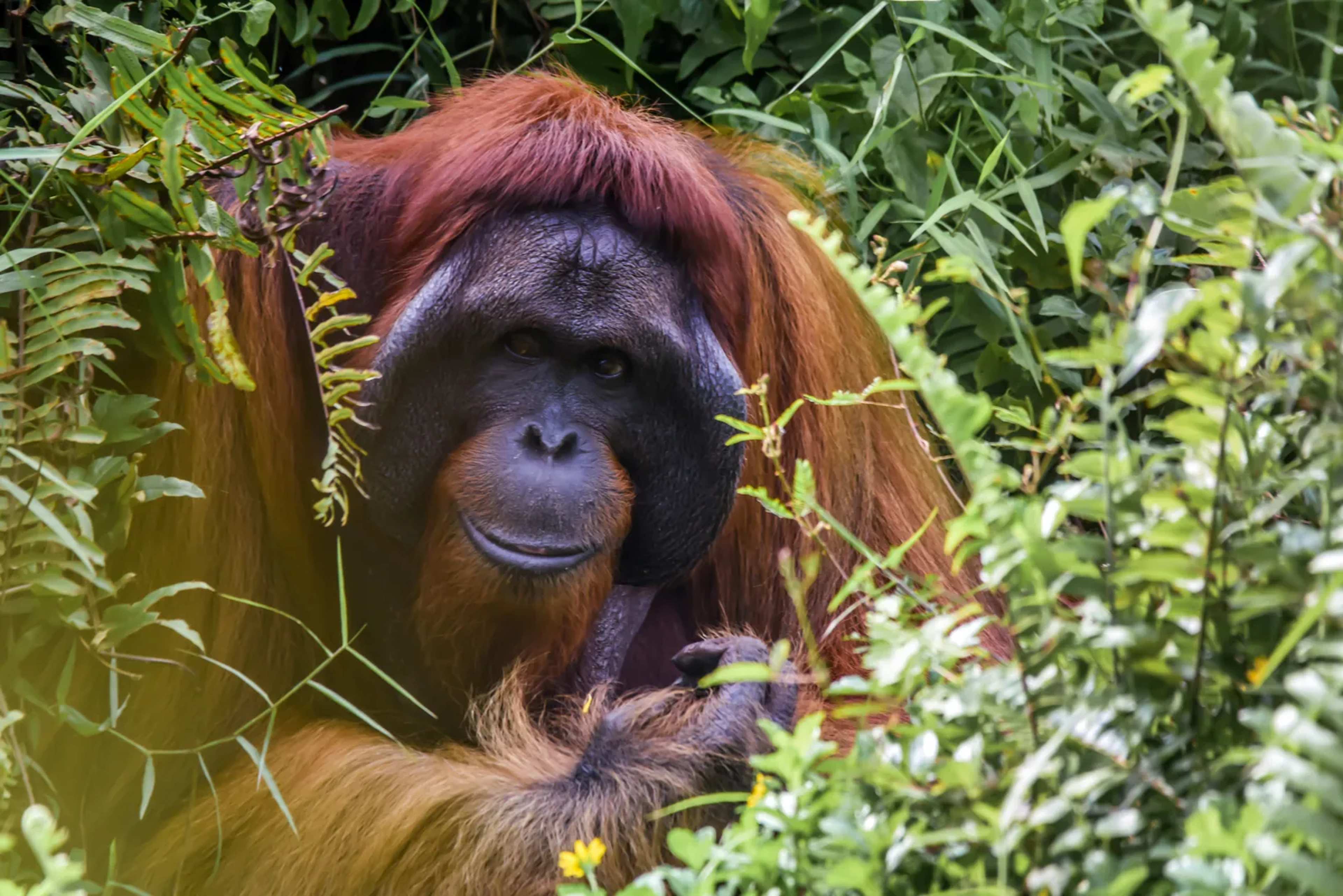 Scientists Warn of Possible Local Extinction for Bornean Orangutans as El Niño Fuels Fires in Indonesia