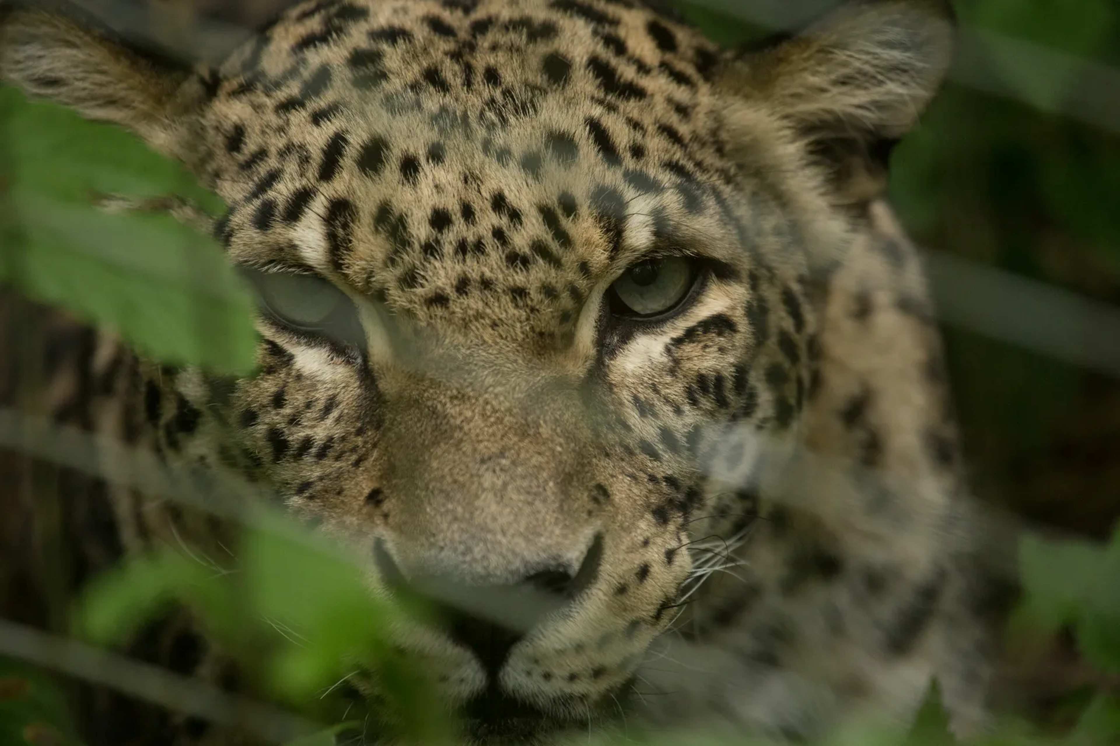 Leopard Aren Presumed to Trek 150 Miles Through Mines