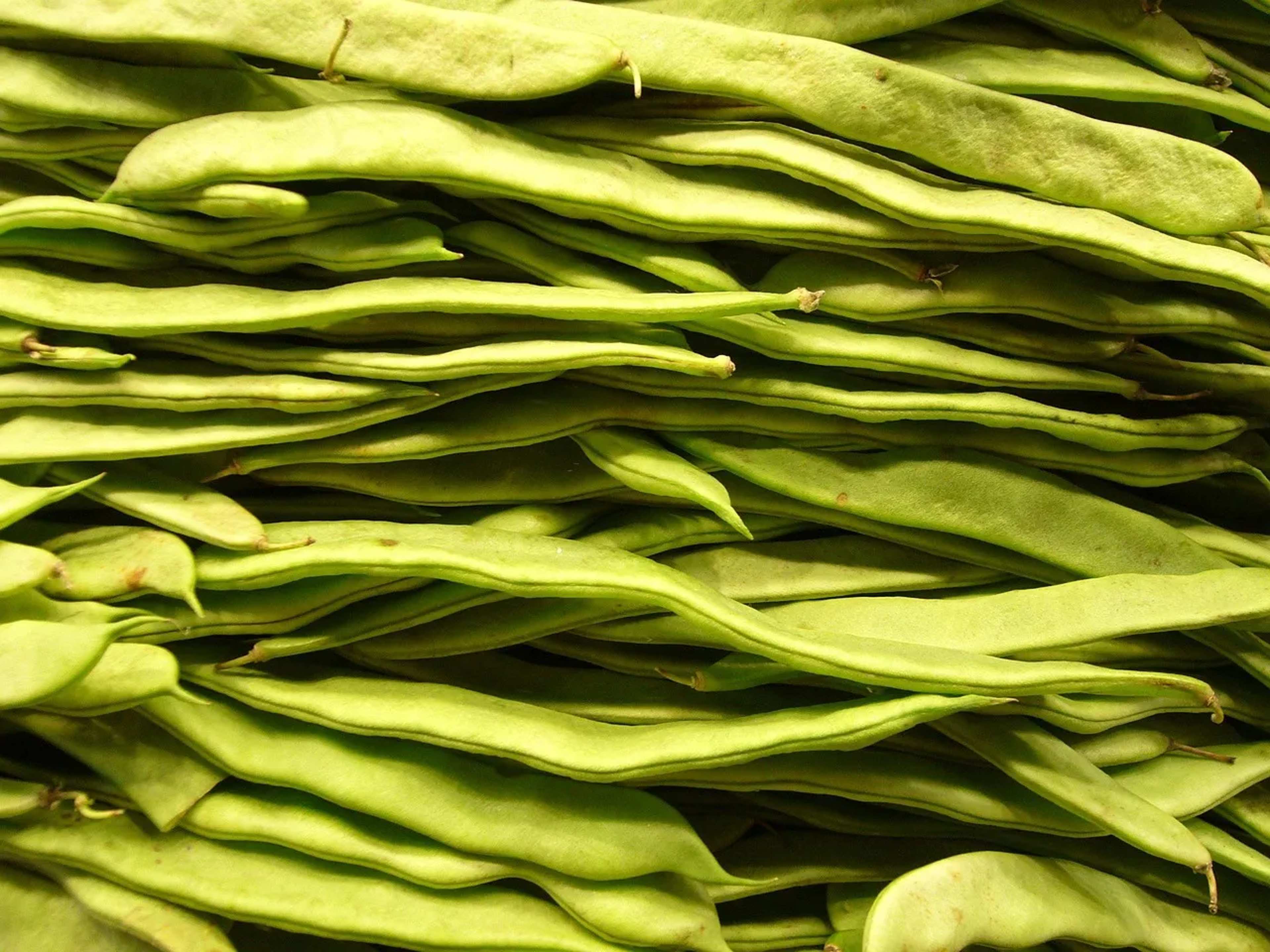 India's Yerengere Eggplant Signals Shrinking Vegetable Variety