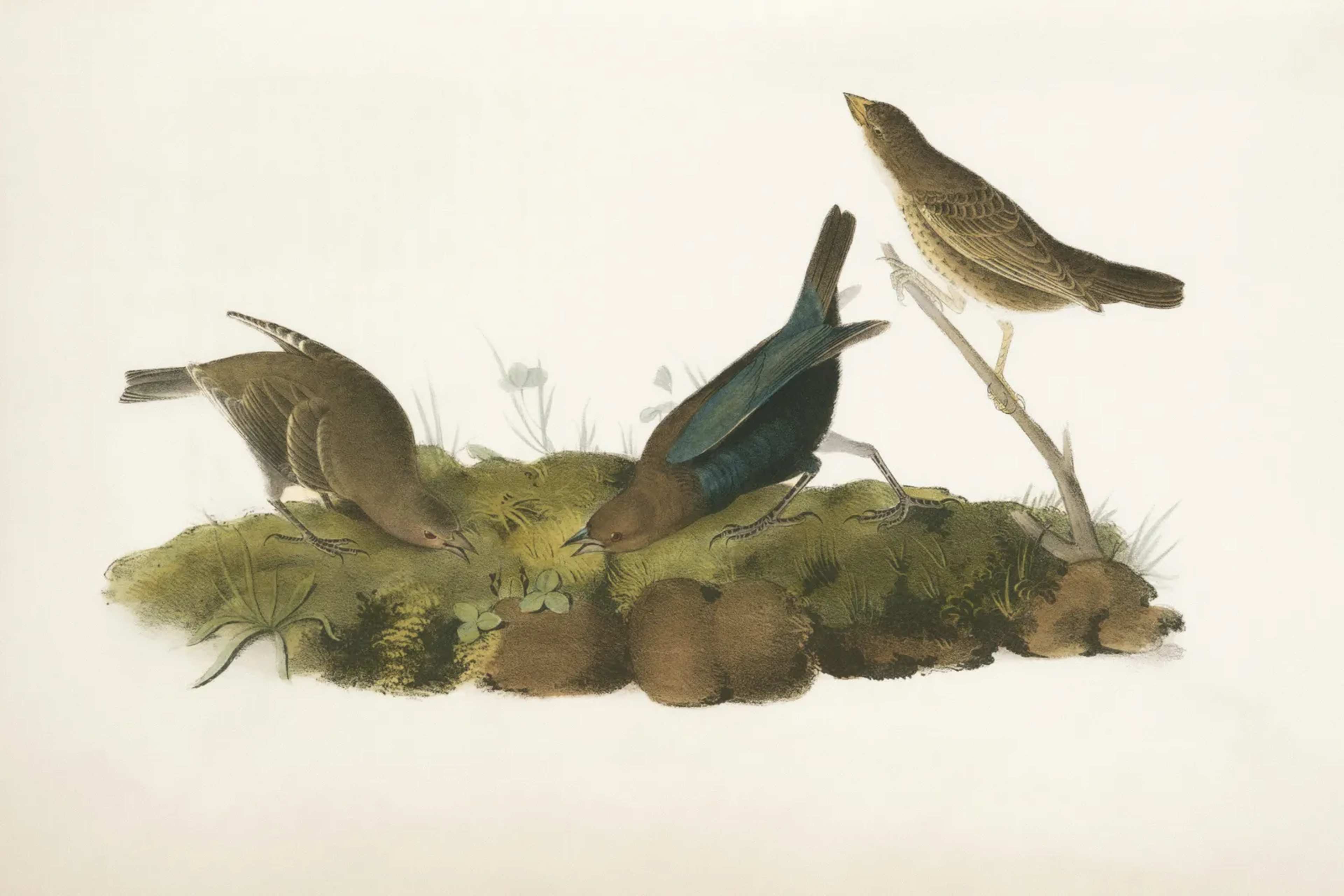 The Artist Who Painted Every North American Bird