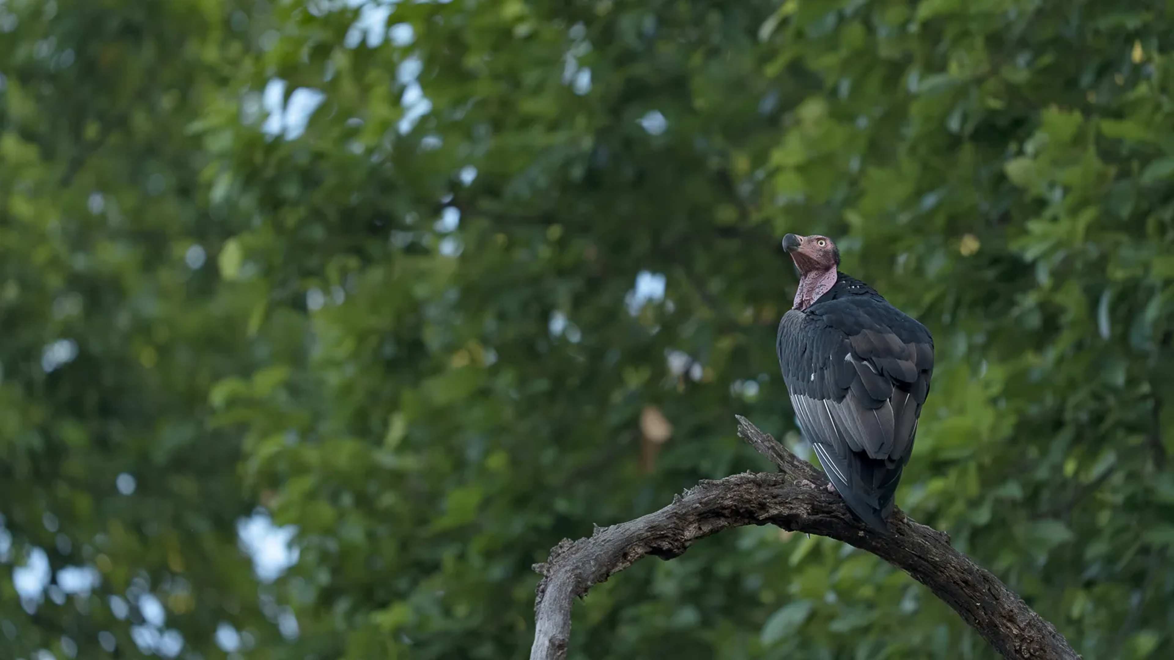 Chad Project Targets Poisoning and Illegal Killing to Protect the Endangered Egyptian Vulture
