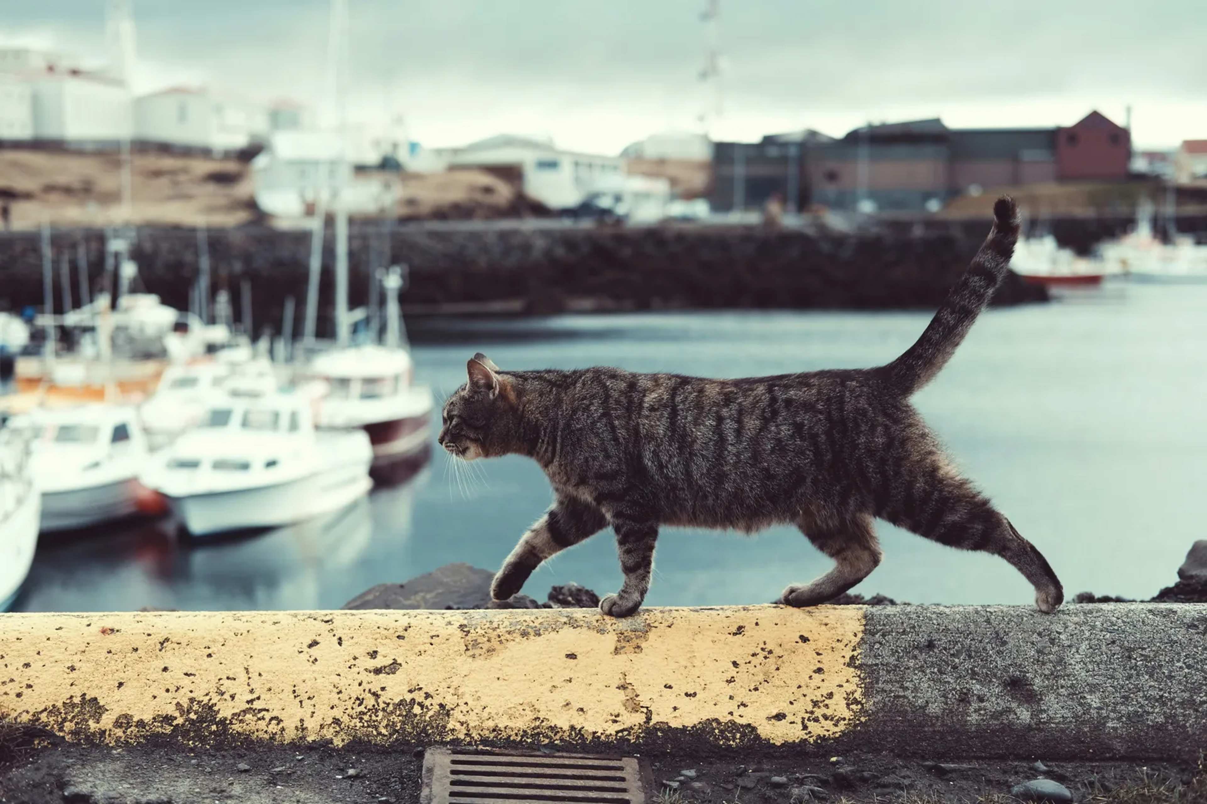 Fishing Cat Freed With Tracker After Bangladesh Rescue