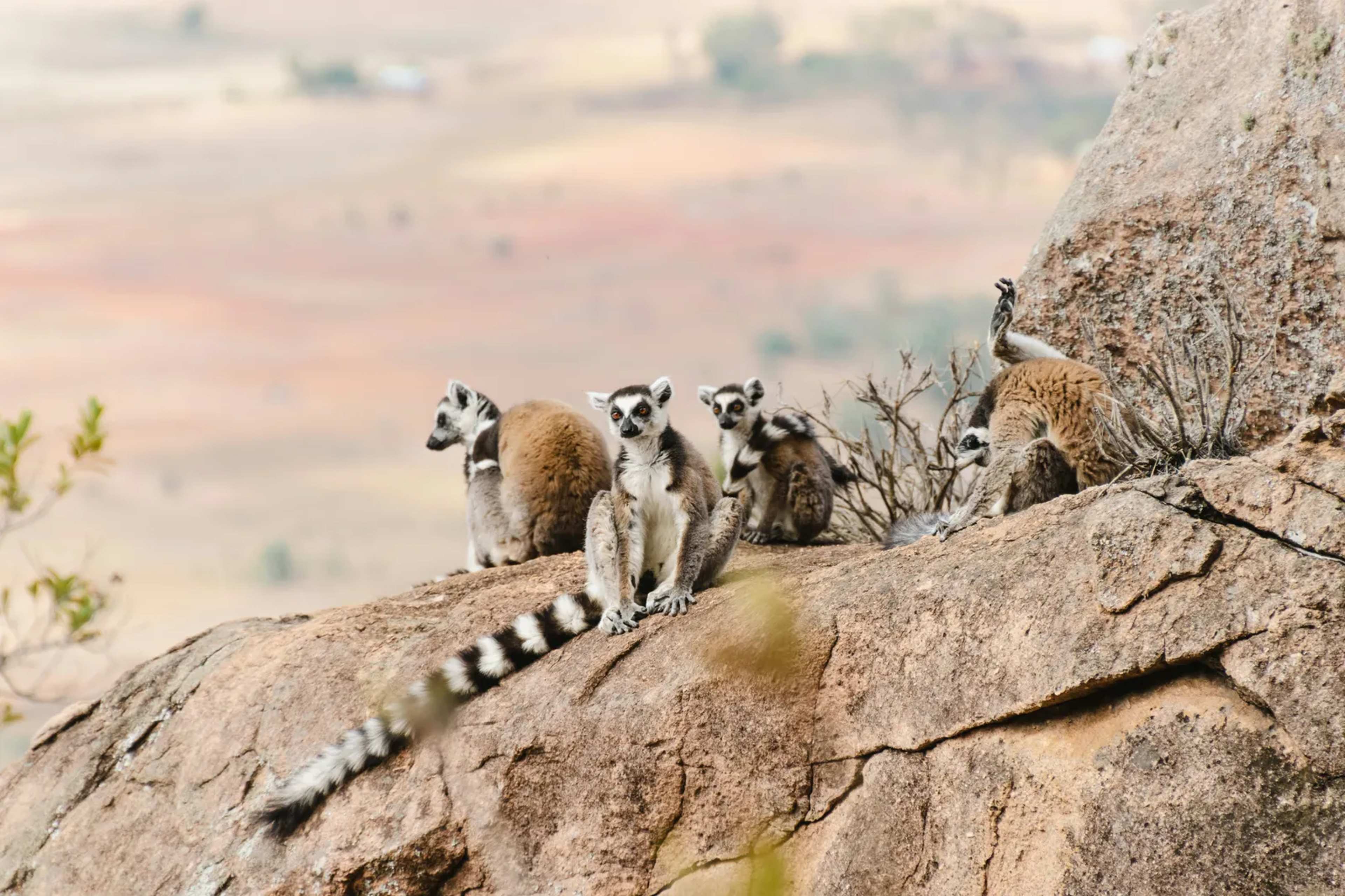 Lemurs of Madagascar: Over 100 Species Found Nowhere Else Face Mounting Pressure