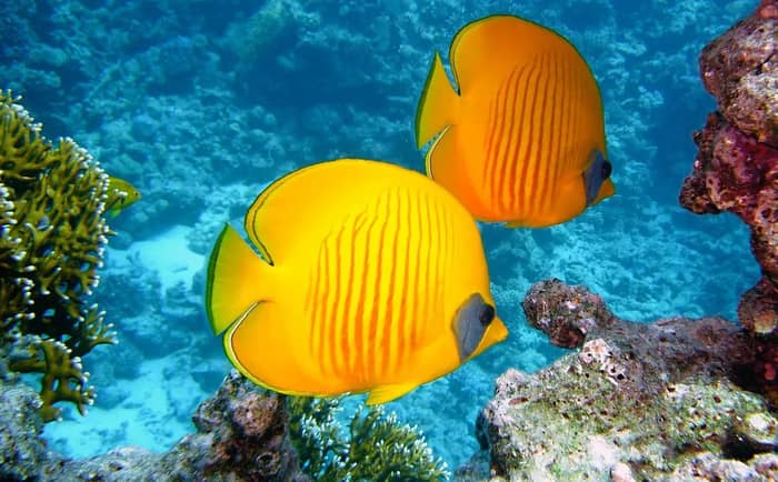 Mass Bleaching Is Now a Global Crisis (Image Credits: Pixabay)