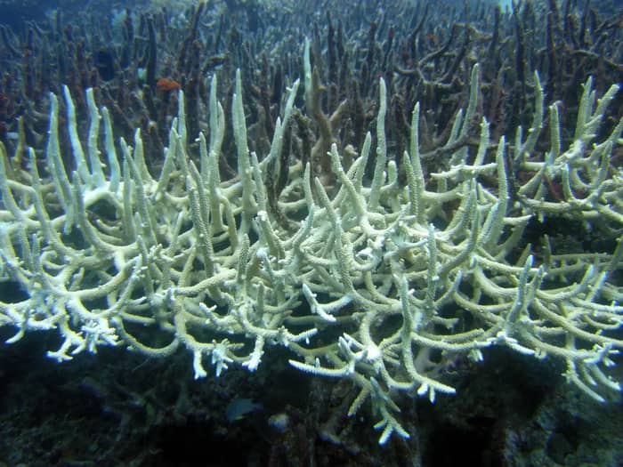 Ocean Temperatures Have Hit 400-Year Highs (Image Credits: Wikimedia)