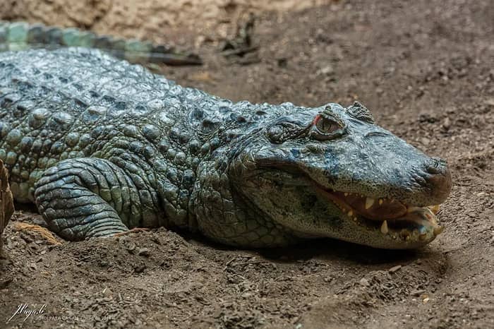 Crocodiles and Alligators (Image Credits: Flickr)