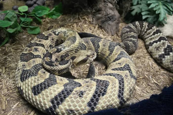 Snakes (Image Credits: Unsplash)