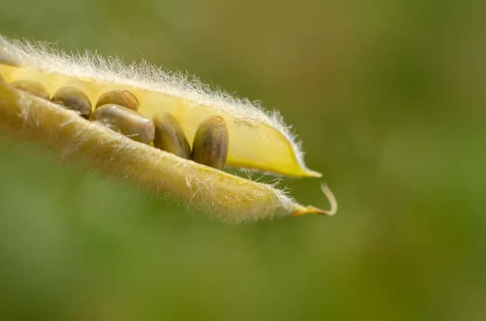 Plants, Seeds, and Agricultural Products (Image Credits: Unsplash)