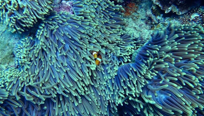 The Southern Reef Finally Got Hammered (Image Credits: Pixabay)