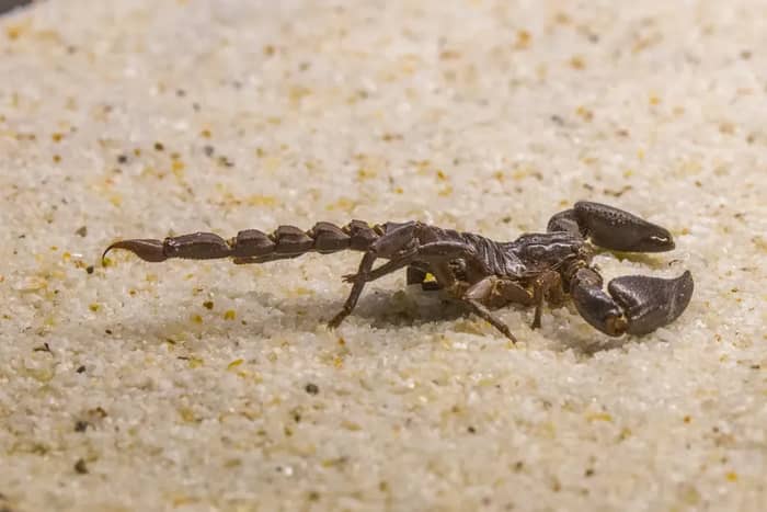 Scorpions (Image Credits: Unsplash)