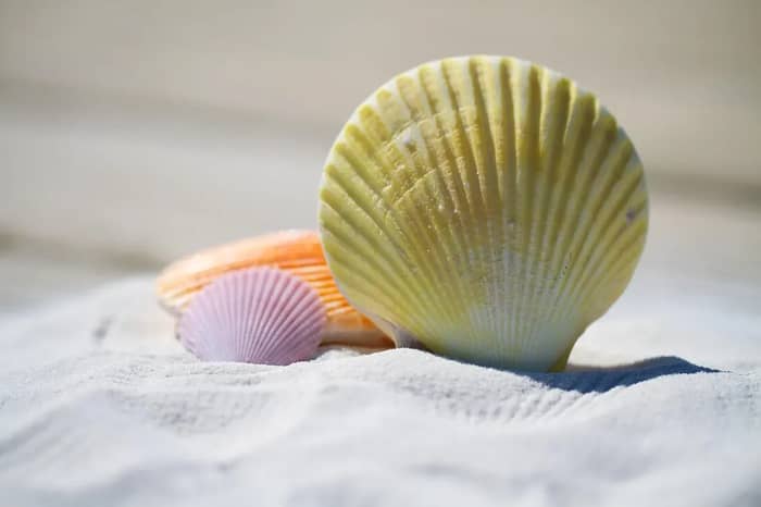 Coral and Shells from Beaches (Image Credits: Pixabay)