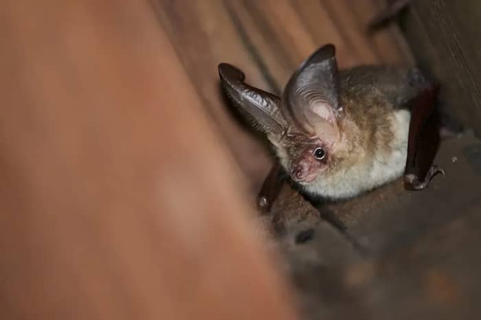 Bats (Image Credits: Unsplash)