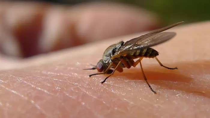 Complimentary Insect Repellent (Image Credits: Flickr)