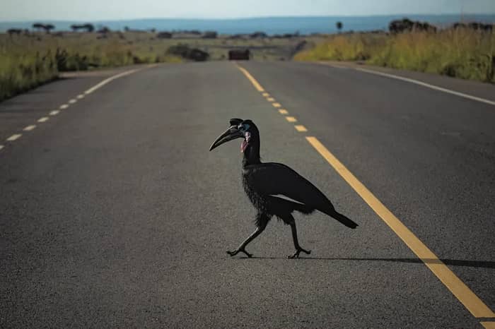 Wildlife Becomes a Serious Evening Threat (Image Credits: Unsplash)