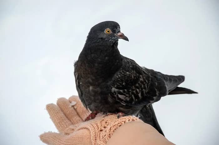 Feeding Pigeons Could Cost You Thousands (Image Credits: Pixabay)