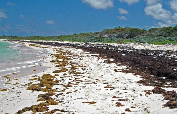 The Sargassum Seaweed Crisis Has Become Unbearable (Image Credits: Flickr)