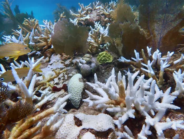 We're Losing Coral Faster Than It Can Recover (Image Credits: Wikimedia)
