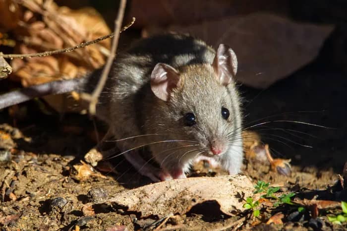 Rodents (Image Credits: Unsplash)