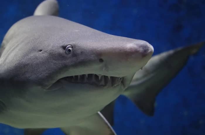 Sharks (Image Credits: Pixabay)