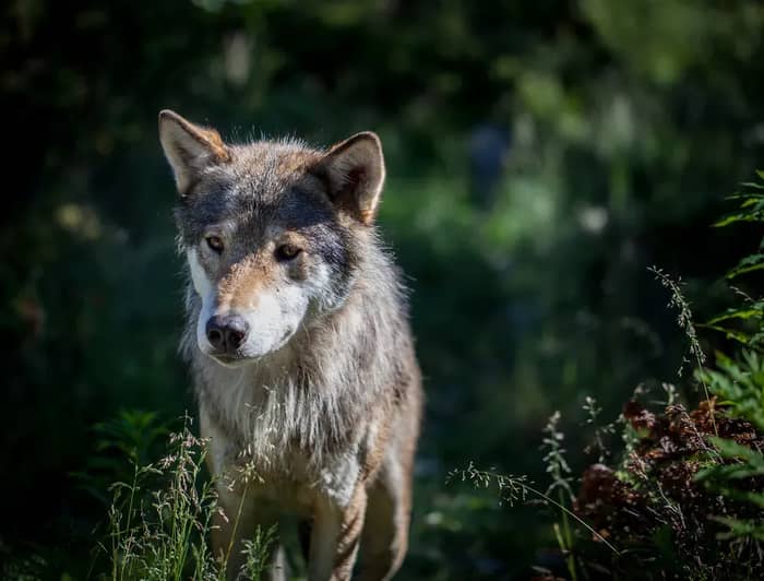 Wild Dogs and Wolves (Image Credits: Flickr)