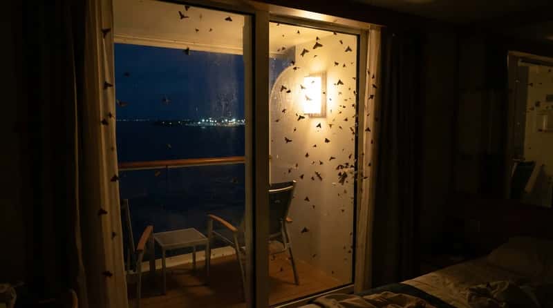 #4 - Letting the Balcony Light Attract Insects at Night (Image Credits: Gemini)