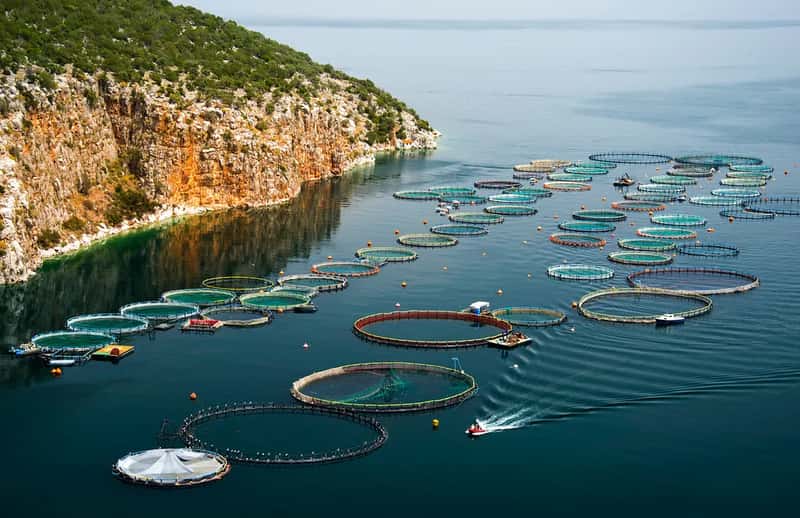 What Comes Next for Global Aquaculture (Artur Rydzewski, Flickr, CC BY 2.0)
