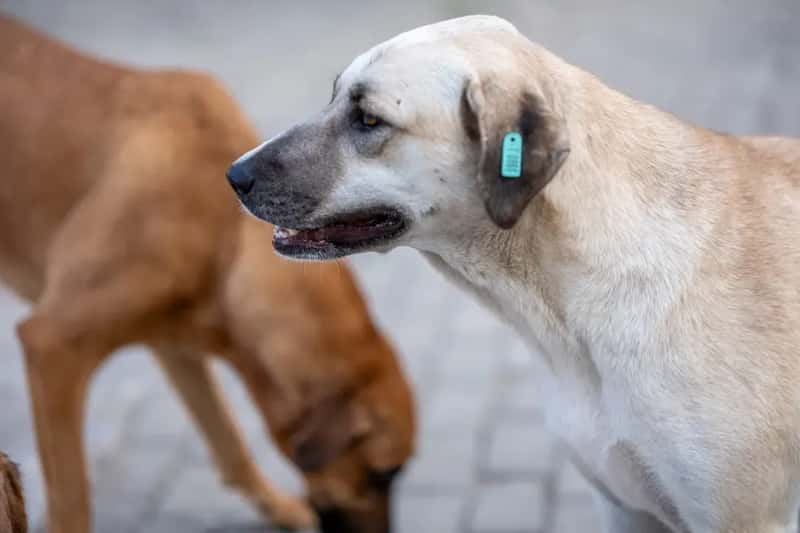#1 - A Microchip With Updated Contact Information (Image Credits: Unsplash)