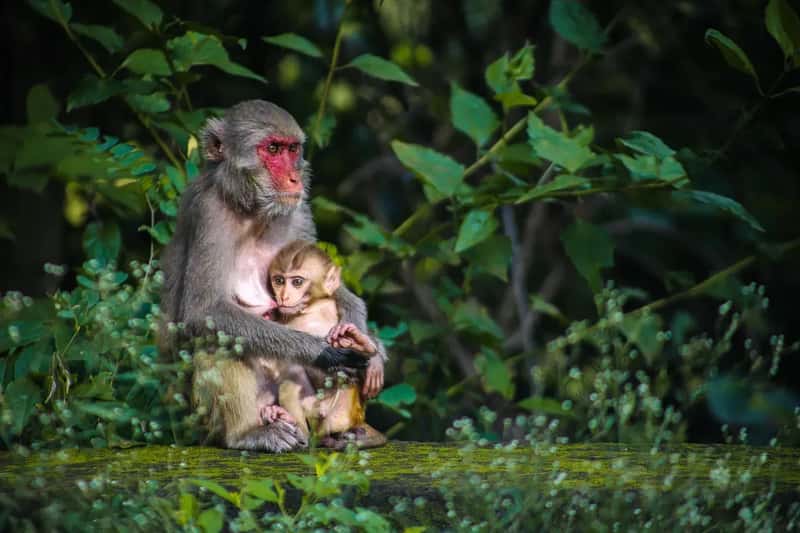 Feeding Wildlife (Image Credits: Pixabay)