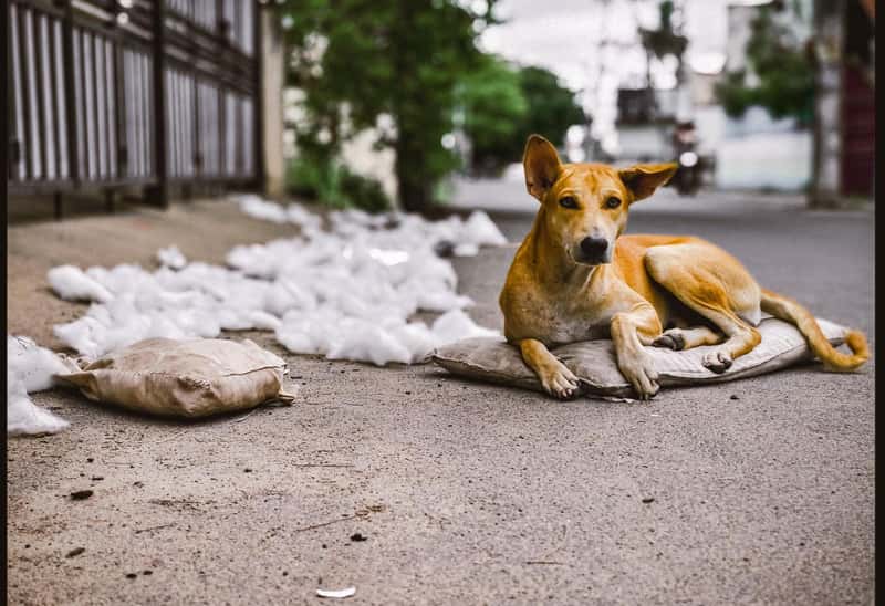 Brazil: Urban Sprawl Meets Canine Chaos (Image Credits: Shutterstock)