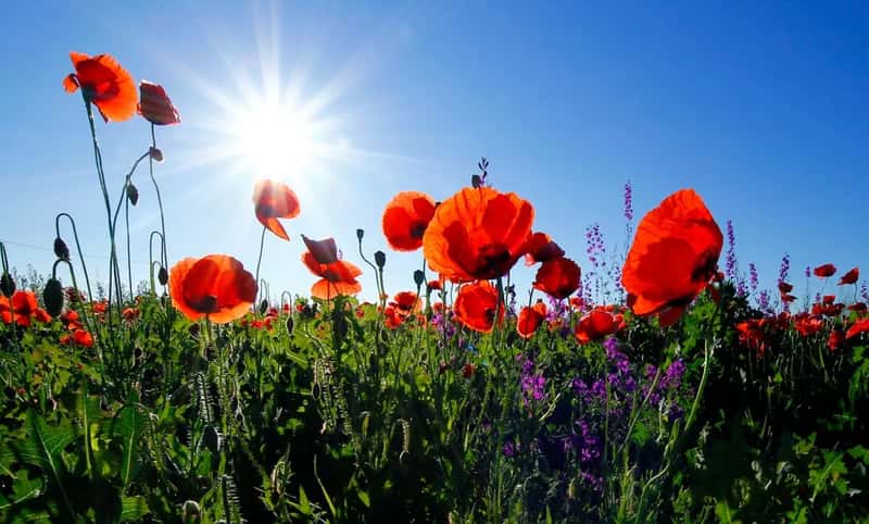 Poppy seeds (Image Credits: Unsplash)
