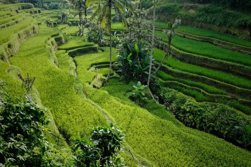 Ubud, Bali, Indonesia (Image Credits: Unsplash)