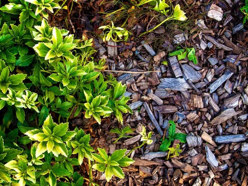 #1 - Protect the Soil Surface Year-Round - Never Leave Bare Ground (Image Credits: Unsplash)