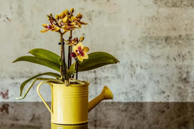 #10 - Stop Overwatering Immediately (Image Credits: Pexels)