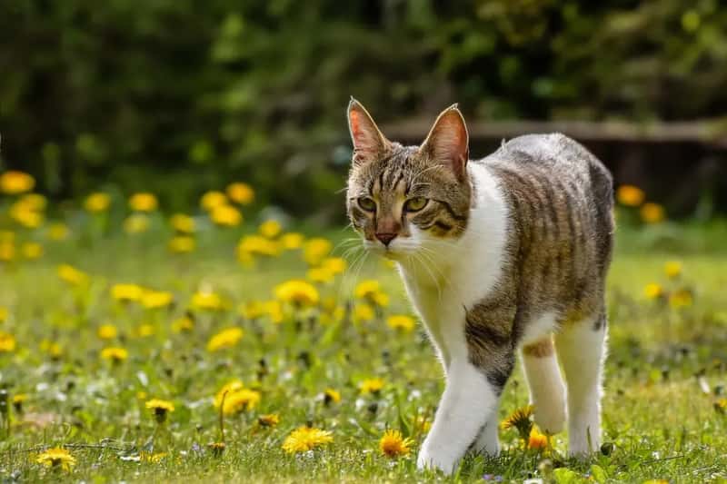 #5 - Free-Roaming Cats Are Patrolling the Area (Image Credits: Pixabay)