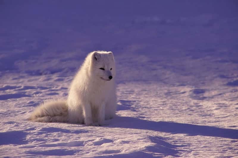 Alaska's Arctic National Wildlife Refuge (Image Credits: Pixabay)