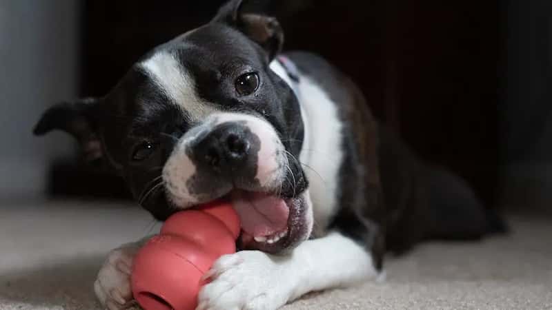 #4 - A Chew Toy or Puzzle Toy for In-Car Entertainment (Image Credits: Pexels)