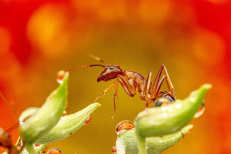 #5 - Ants Invading the Feeder (Image Credits: Pixabay)