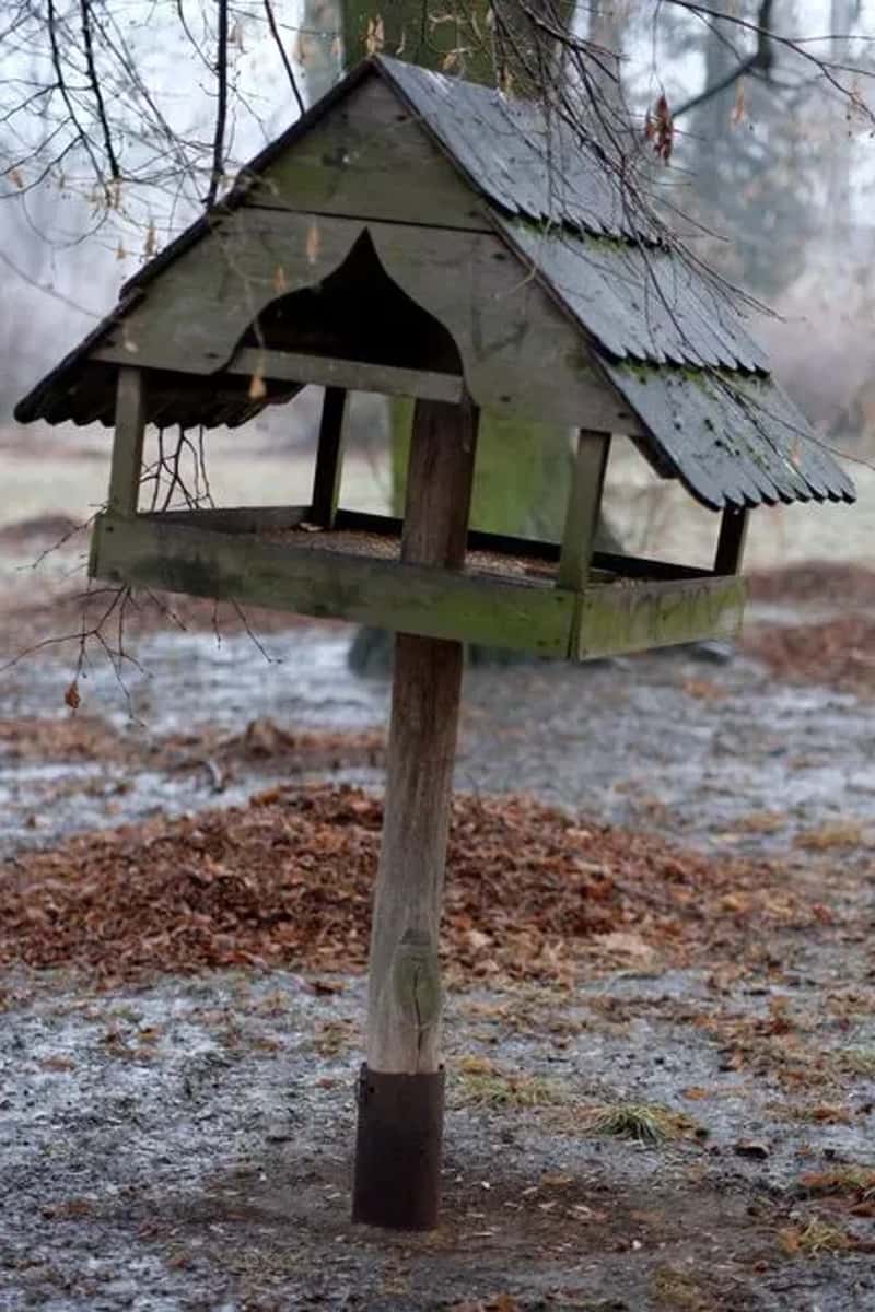 #6 - Your Feeder Is Dirty and Harbouring Mould (Image Credits: Pexels)