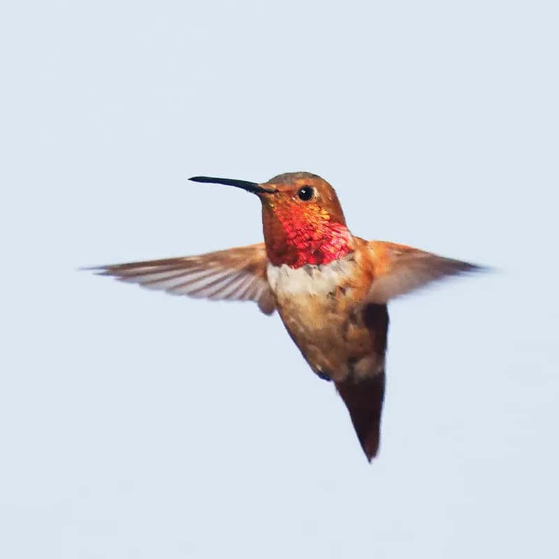 #2 - No Perches Nearby for a Bird That Burns Energy Like a Formula 1 Engine (szeke, Flickr, CC BY-SA 2.0)