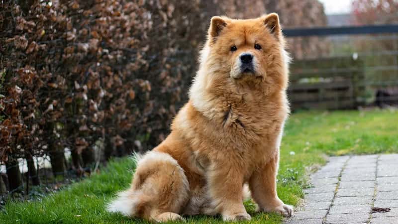 3. Chow Chow (Image Credits: Pixabay)