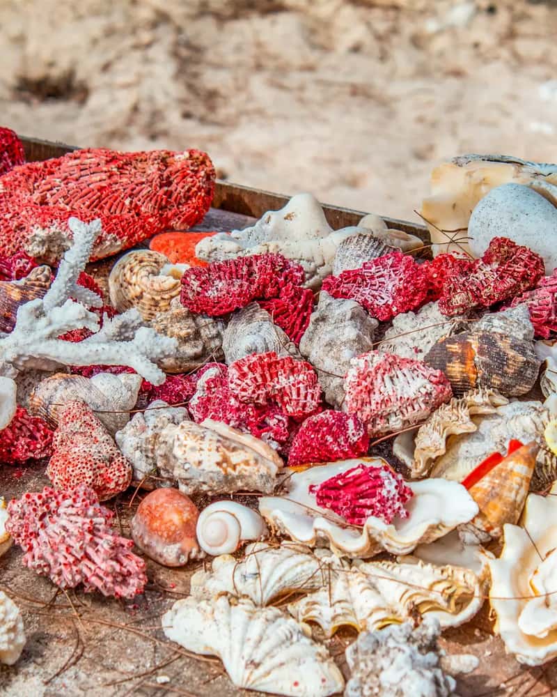 Coral fragments and conch shells from tropical destinations (Image Credits: Unsplash)