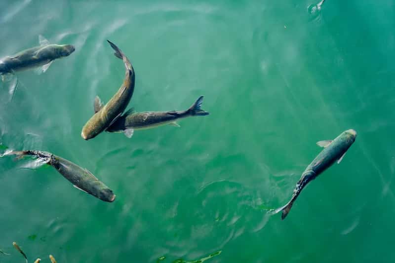 The Species Behind the Statistics (Image Credits: Unsplash)