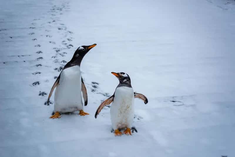 Penguins in the Desert (Image Credits: Pexels)