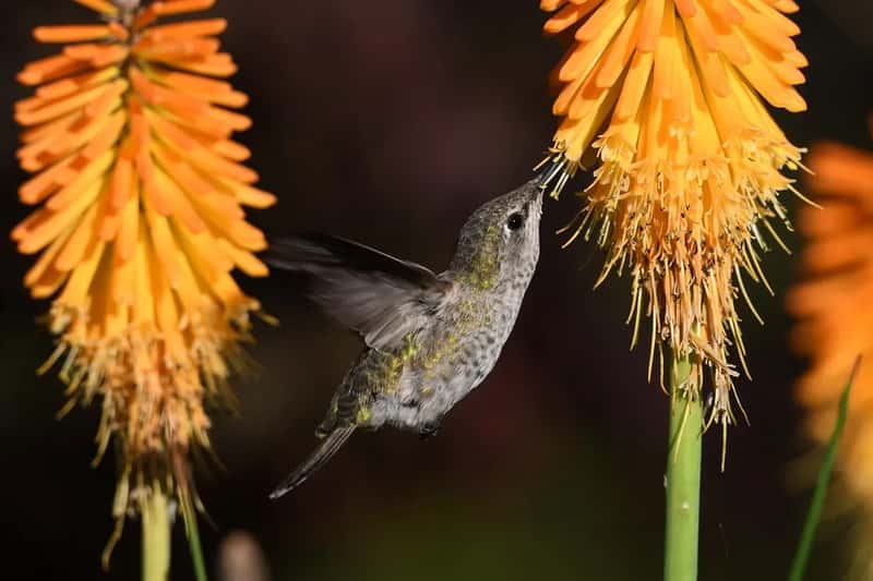 #3 - Relying on Feeders Alone and Skipping Native Plants (Image Credits: Pixabay)