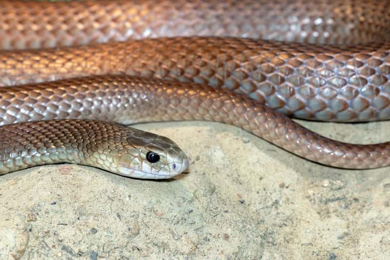 Snakes: Australia's Venomous Reputation (Image Credits: Unsplash)