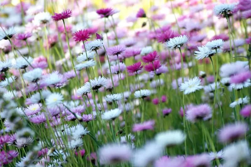 #8 - Your Yard Has No Native Plants Producing Seeds (Image Credits: Unsplash)