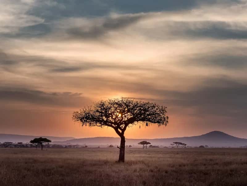 11. South Africa: Safari, Coast And Wine (Image Credits: Unsplash)