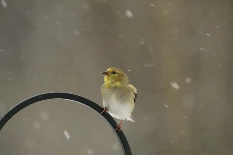 #5 - They Keep Feeders Out All Winter, Not Just Spring and Summer (Image Credits: Pexels)