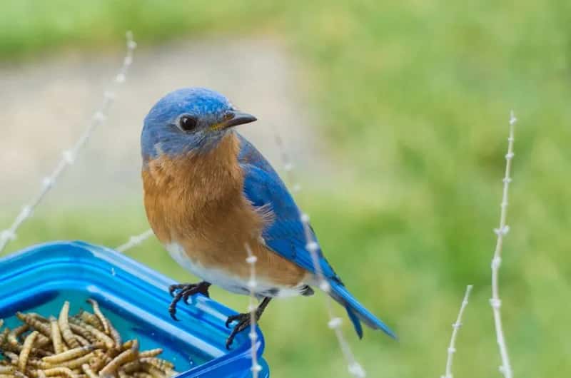 #4 - Never Skip the Calcium Boost on Your Mealworms (Image Credits: Pexels)