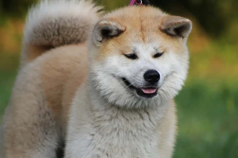 1. Akita (Image Credits: Pixabay)